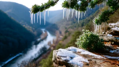 Icicles Hanging From Pine Branches Overlooking A River Valley