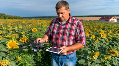 Farmer Using Drone And Tablet In Sunflower Field