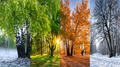 Four Seasons Collage Featuring Birch Trees In Nature