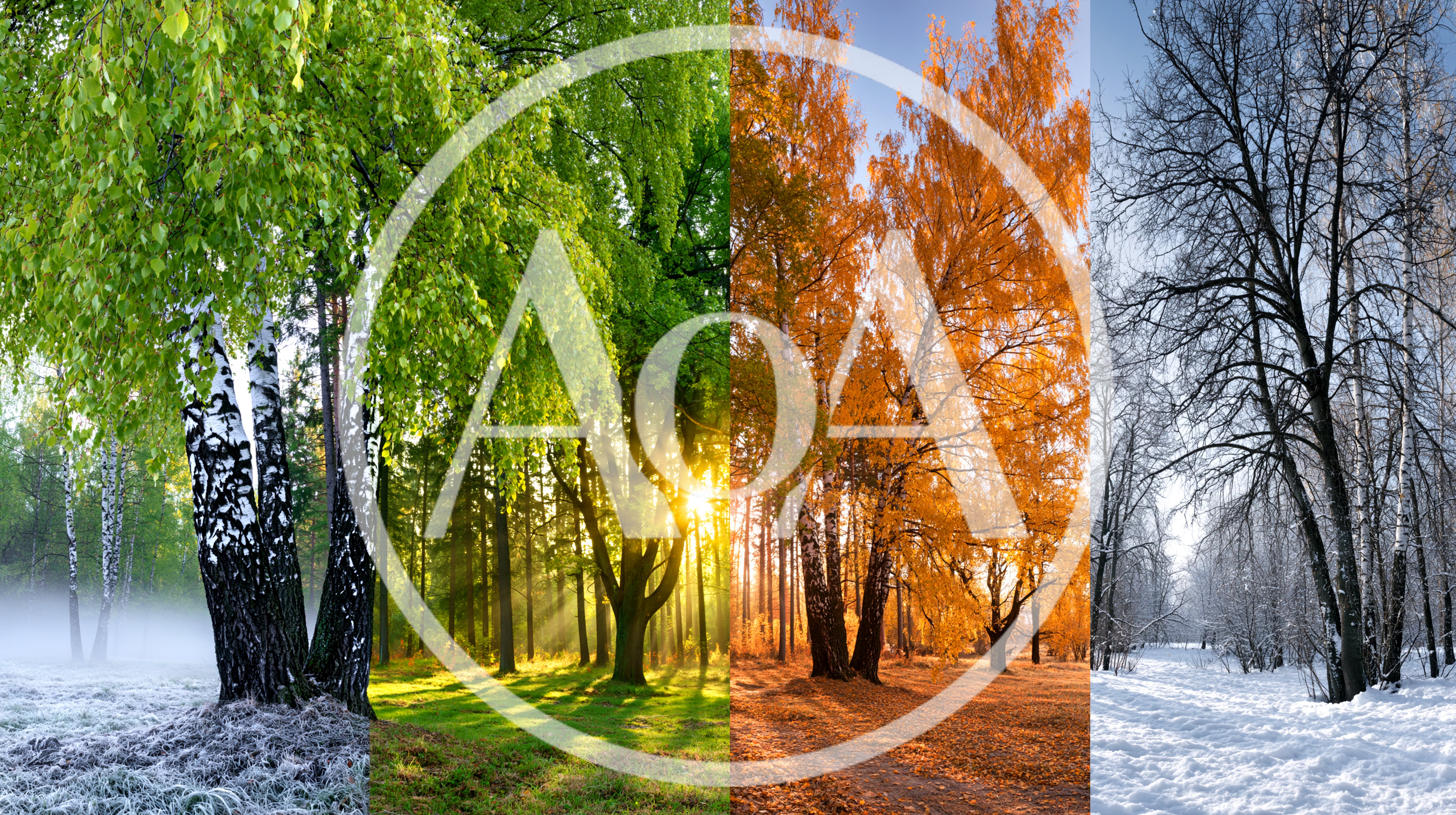 Four Seasons Collage Featuring Birch Trees In Nature
