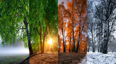 Four Seasons Collage Featuring Birch Trees In Nature