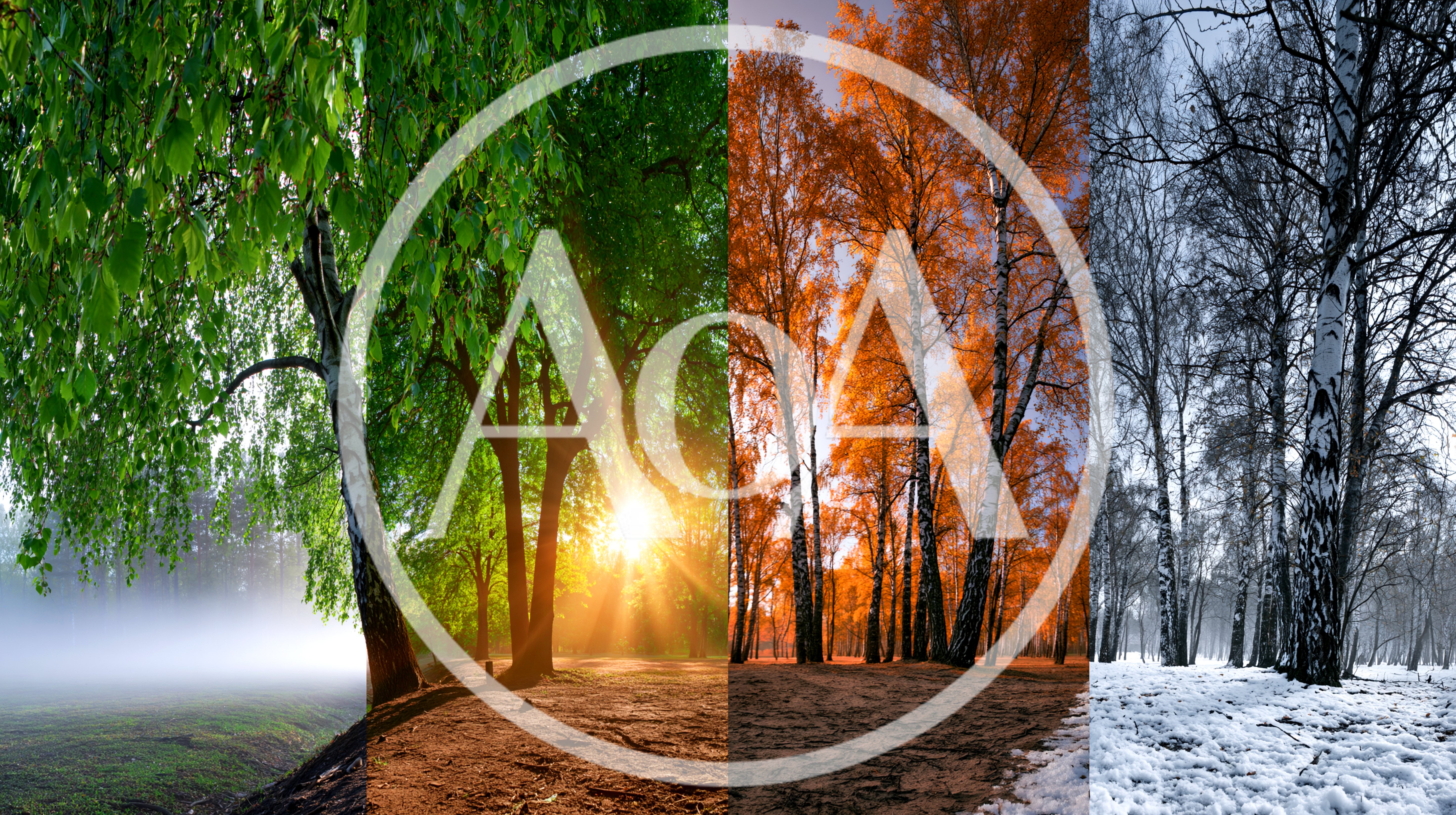 Four Seasons Collage Featuring Birch Trees In Nature
