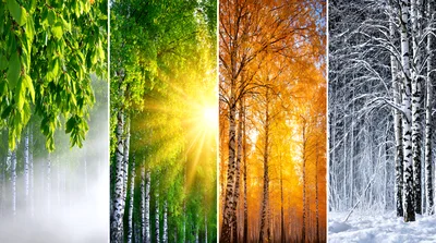 Four Seasons Collage Featuring Birch Forest Landscapes