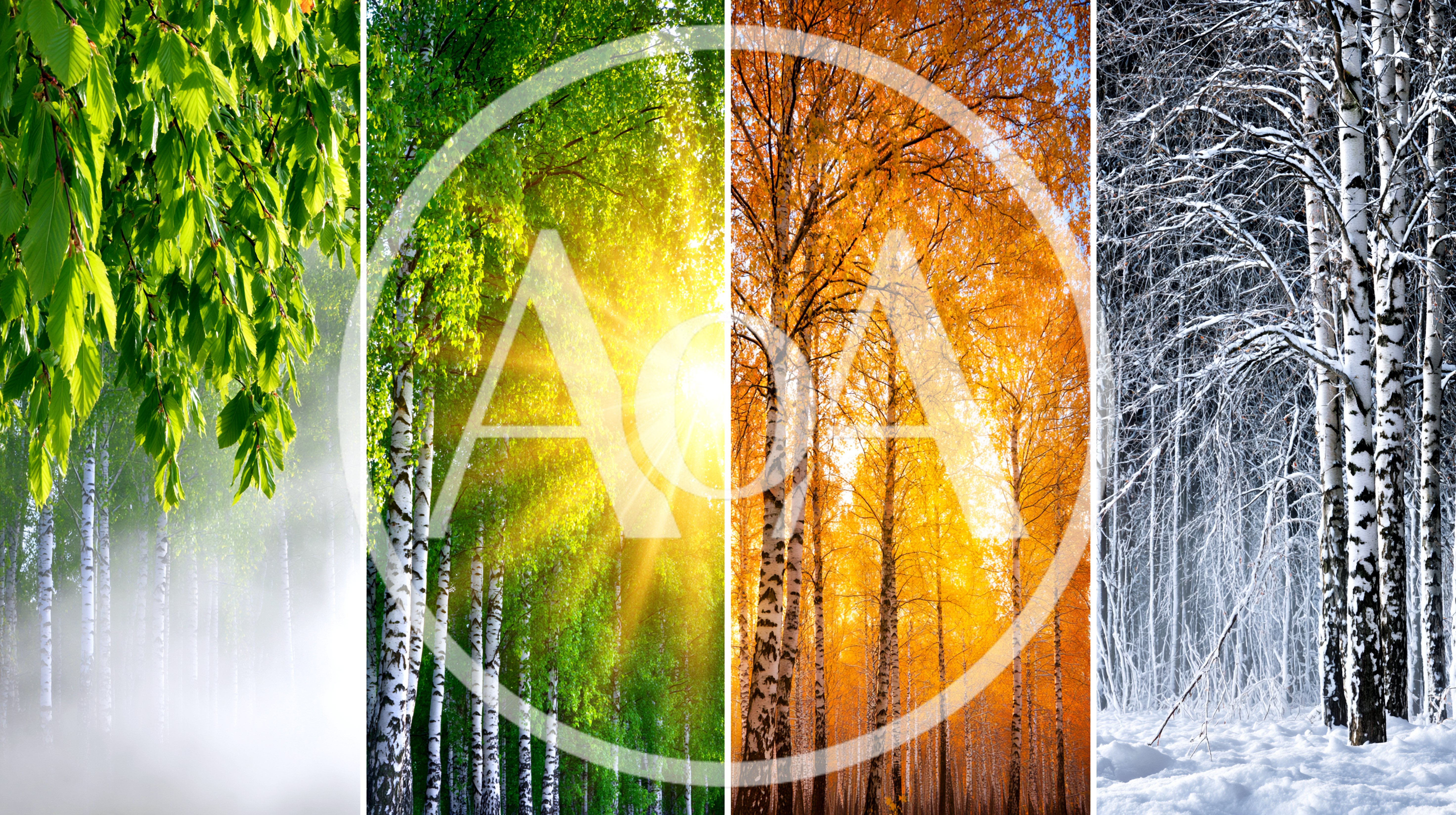 Four Seasons Collage Featuring Birch Forest Landscapes