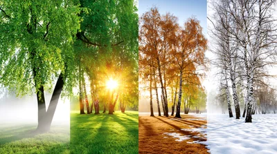 Four Seasons Collage Featuring Birch Trees In Nature