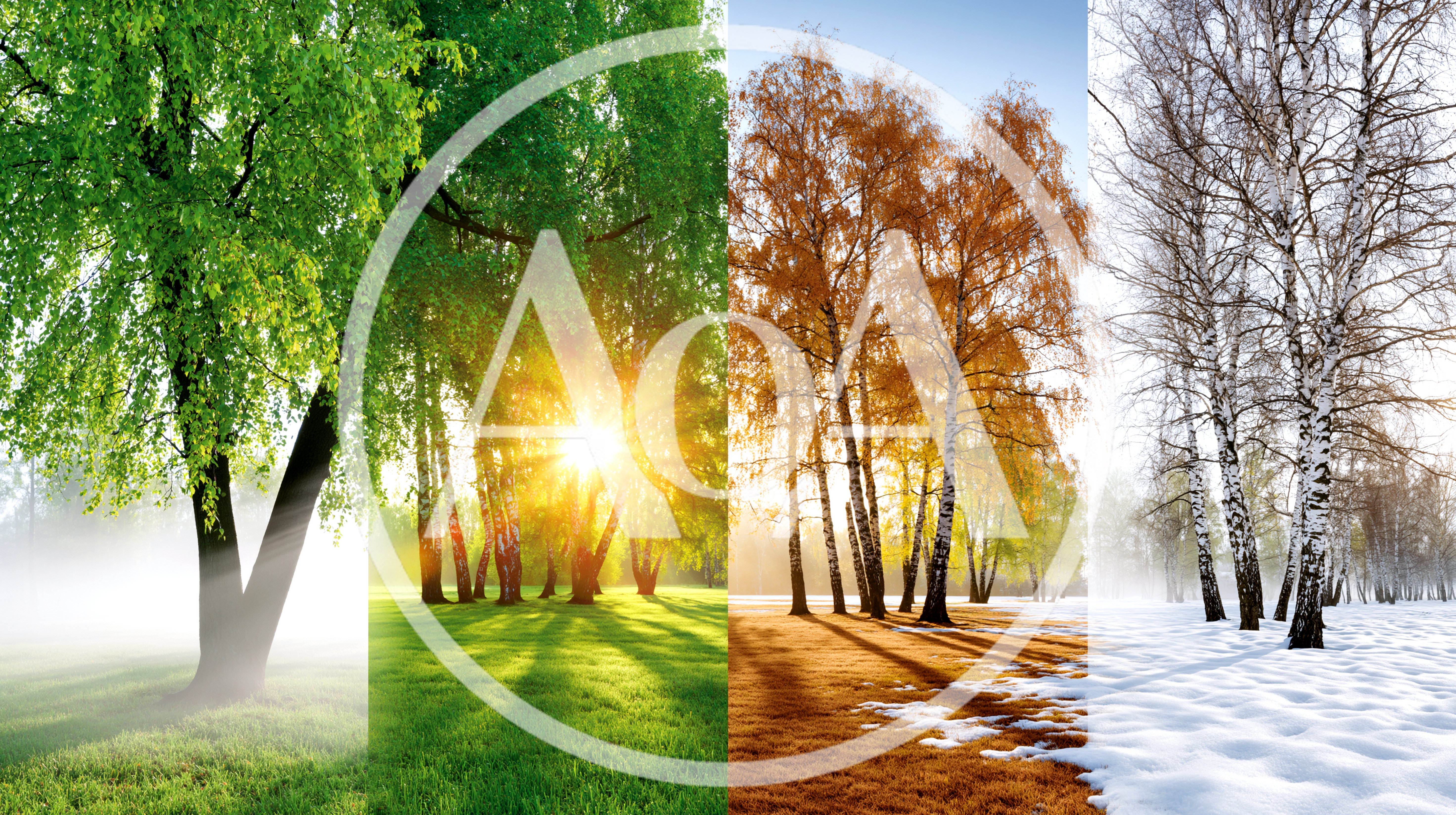 Four Seasons Collage Featuring Birch Trees In Nature