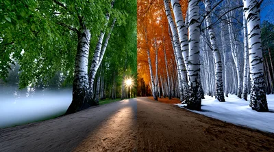 Split Screen View Of Birch Forest Seasonal Transition