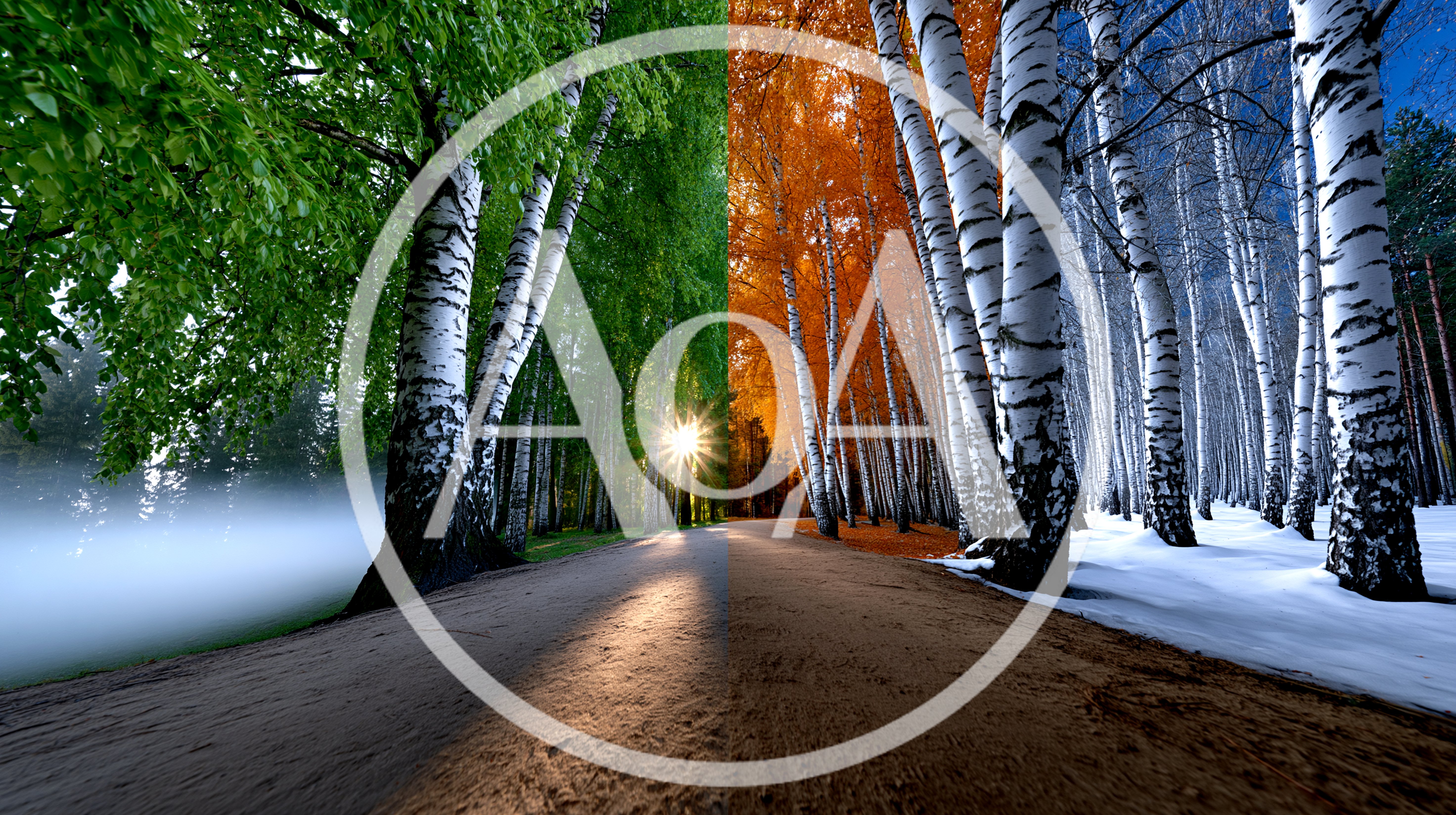 Split Screen View Of Birch Forest Seasonal Transition