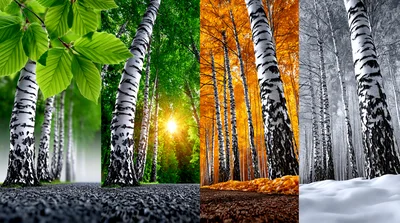Four Seasons Birch Forest Landscape Collage