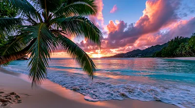 Tropical Beach Sunset With Palm Tree Silhouette