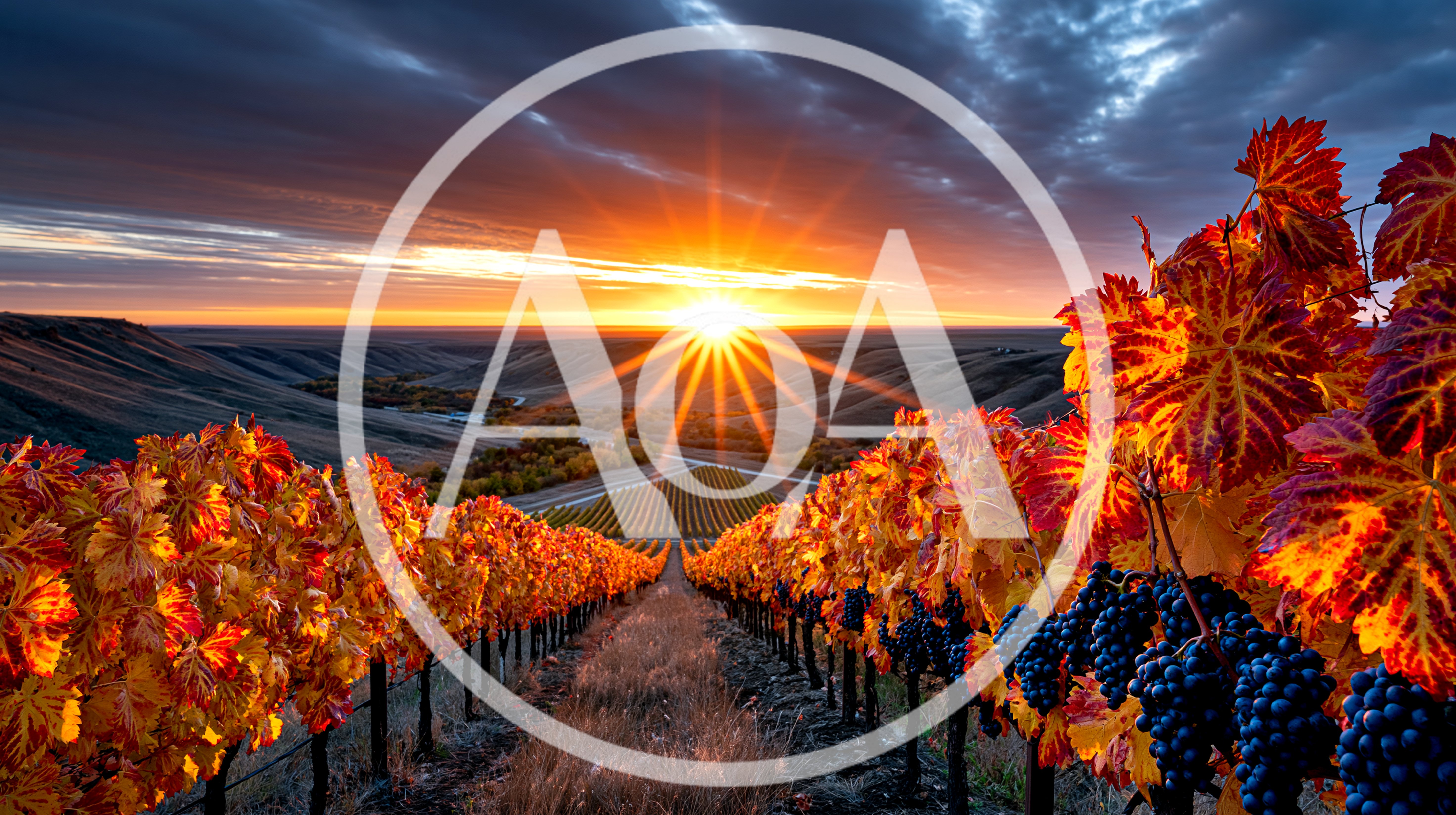 Stunning Sunset Over A Vibrant Autumn Vineyard