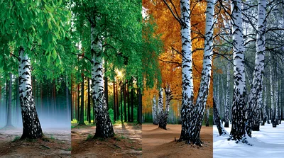 Four Seasons Birch Forest Landscape Composite