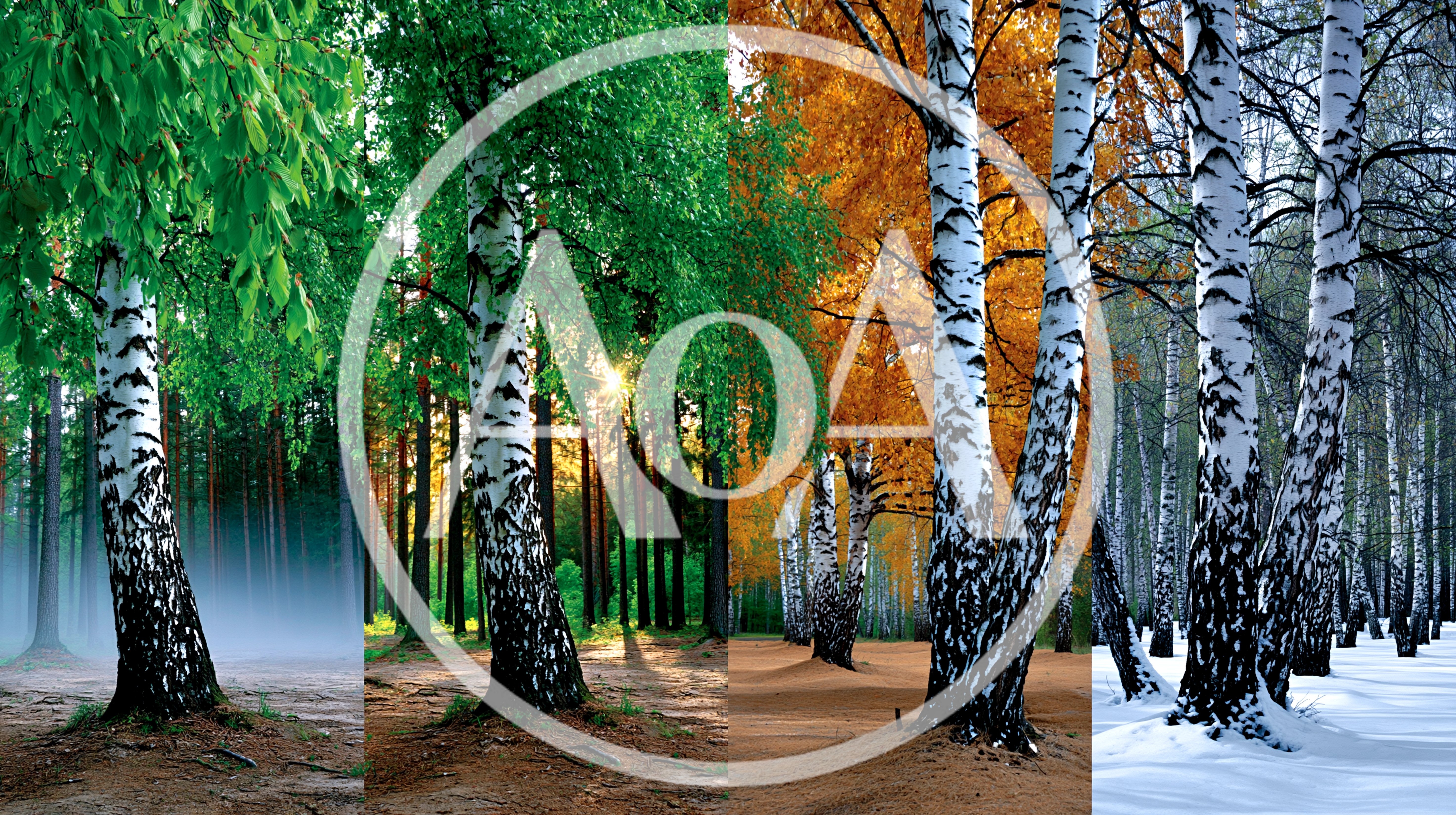 Four Seasons Birch Forest Landscape Composite