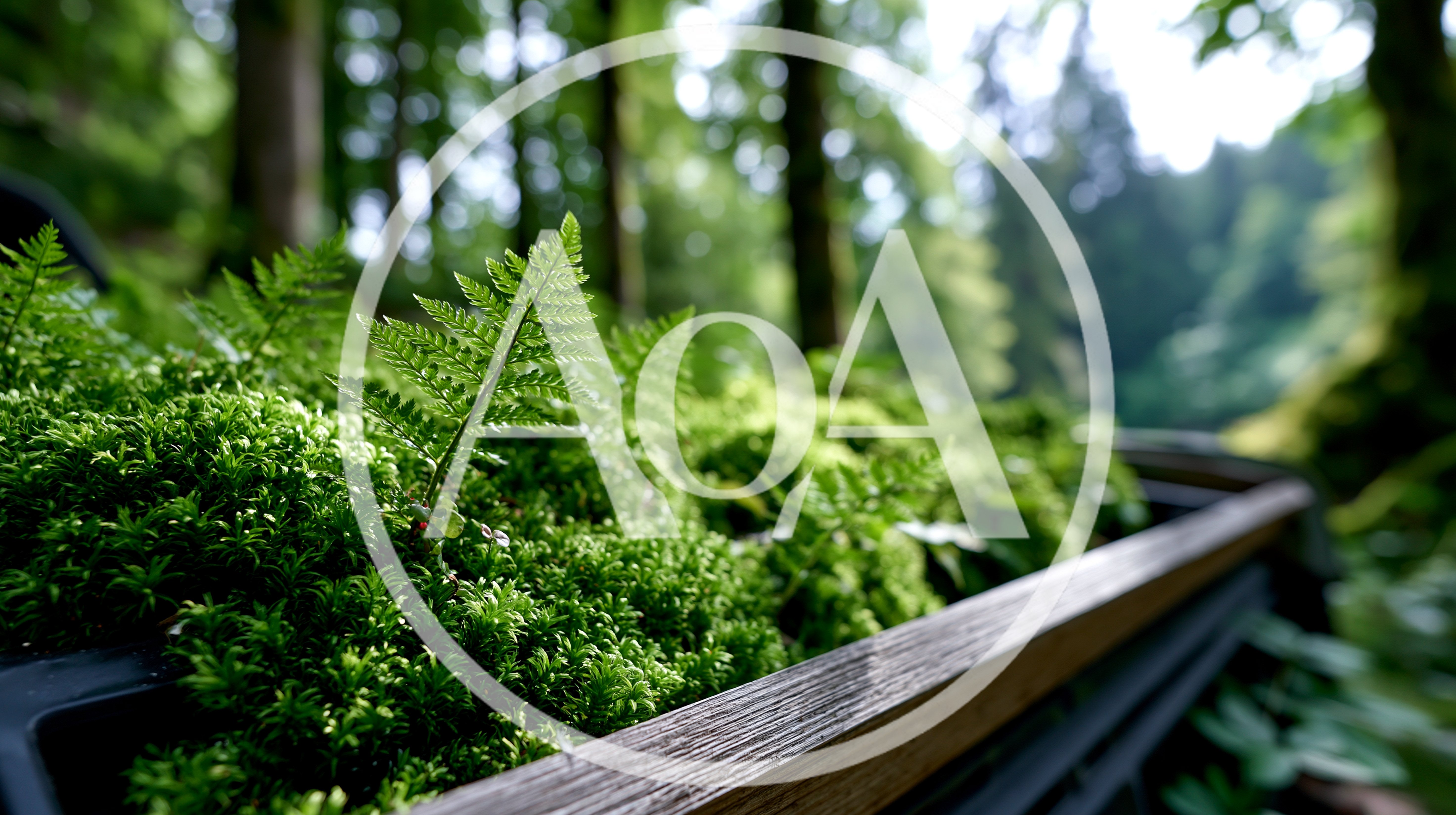 Small Fern Growing In A Mossy Wooden Planter