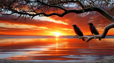 Two Crows Perched On A Tree Branch At Sunset