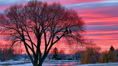 Silhouetted Birds Perched In Bare Tree At Sunset