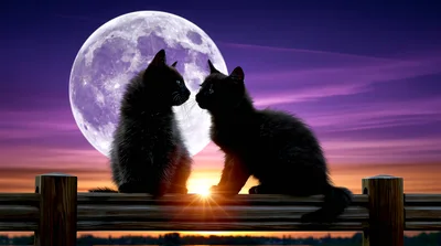 Two Black Kittens Sitting On A Wooden Fence
