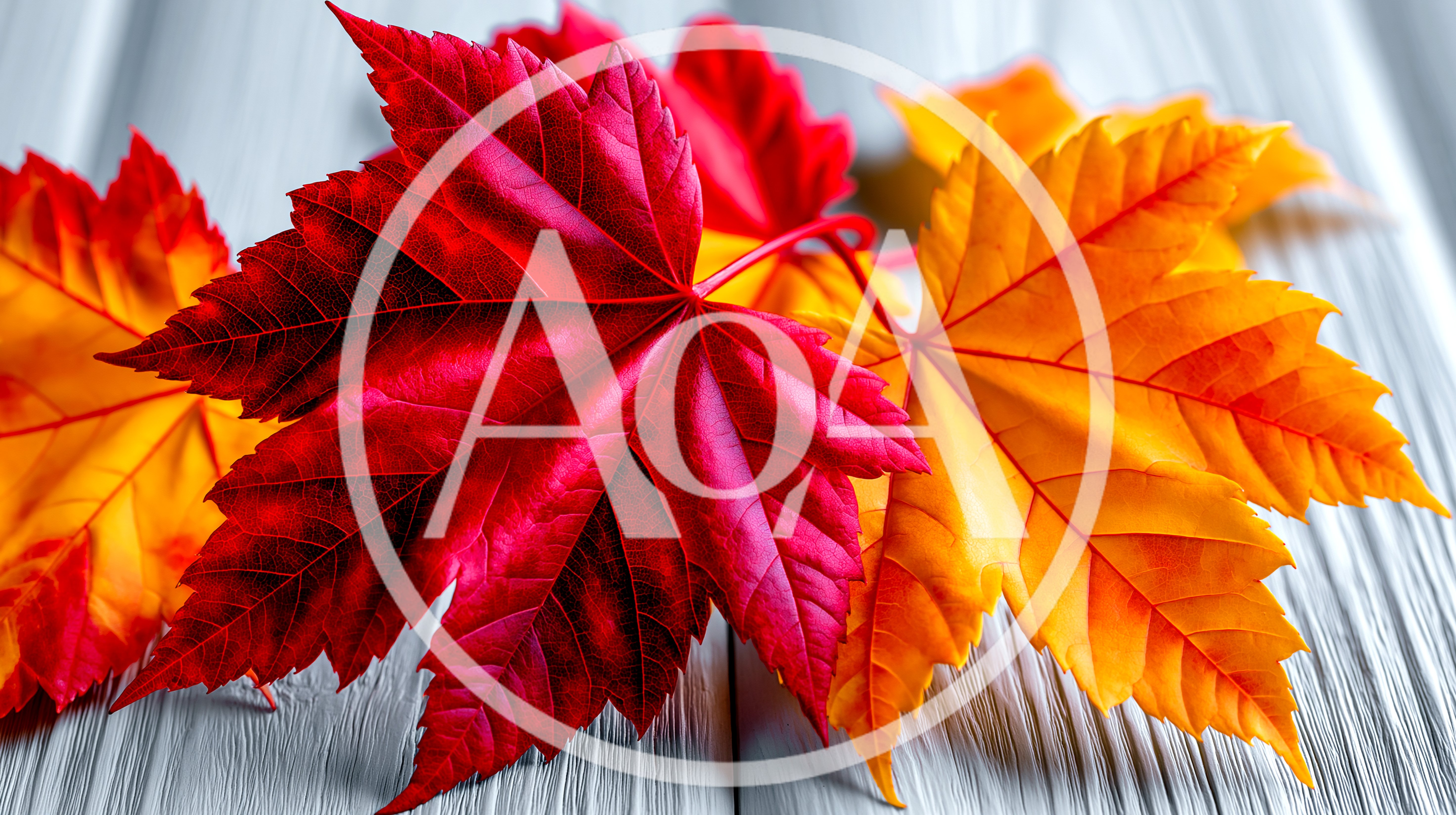 Vibrant Red and Orange Autumn Maple Leaves