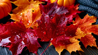 Wet Autumn Maple Leaves On Dark Wooden Surface