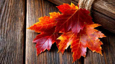 Vibrant Autumn Maple Leaves On Rustic Wooden Background