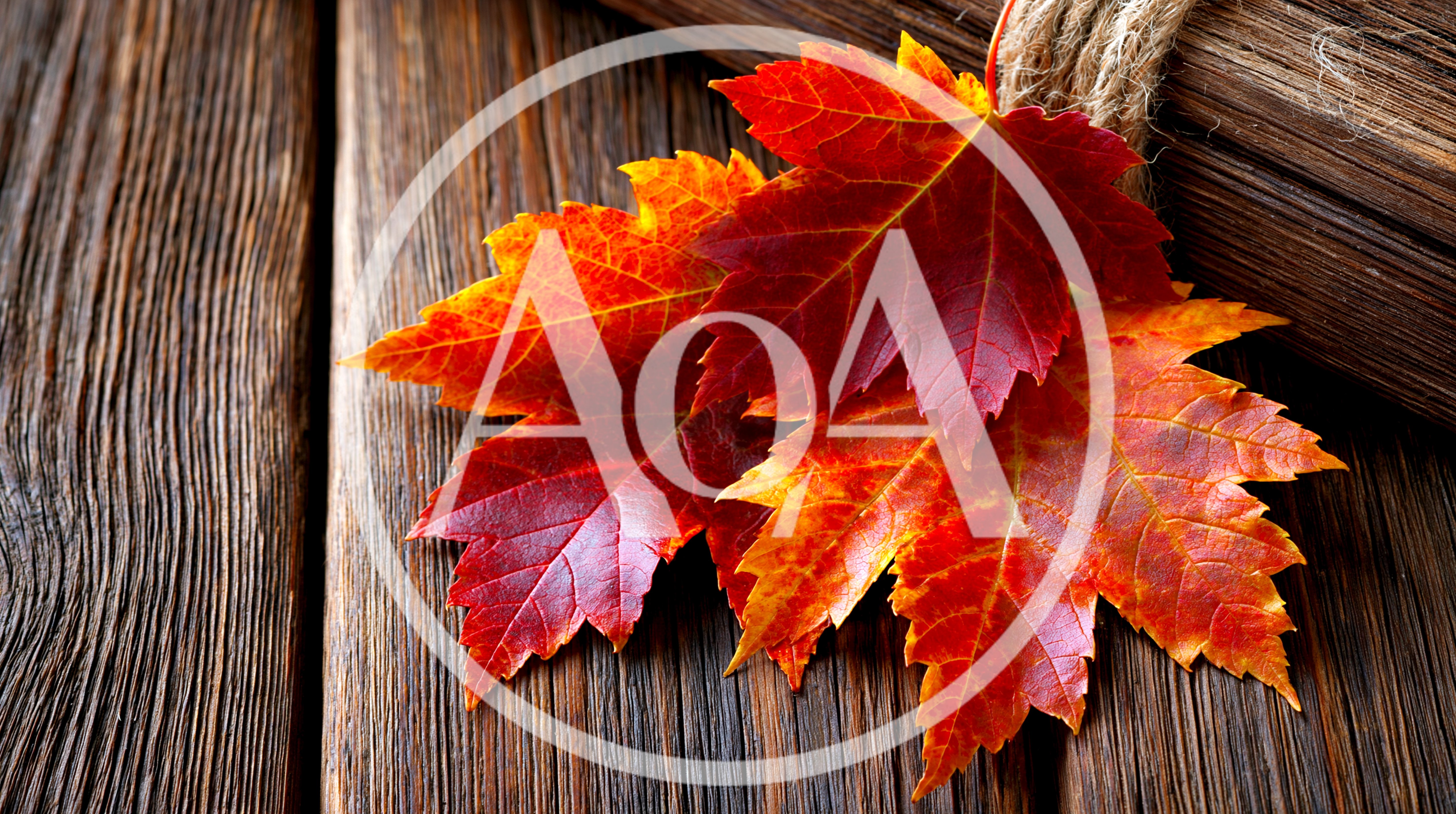 Vibrant Autumn Maple Leaves On Rustic Wooden Background