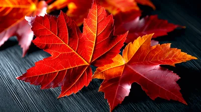 Vibrant Red Maple Leaves On Dark Wooden Surface