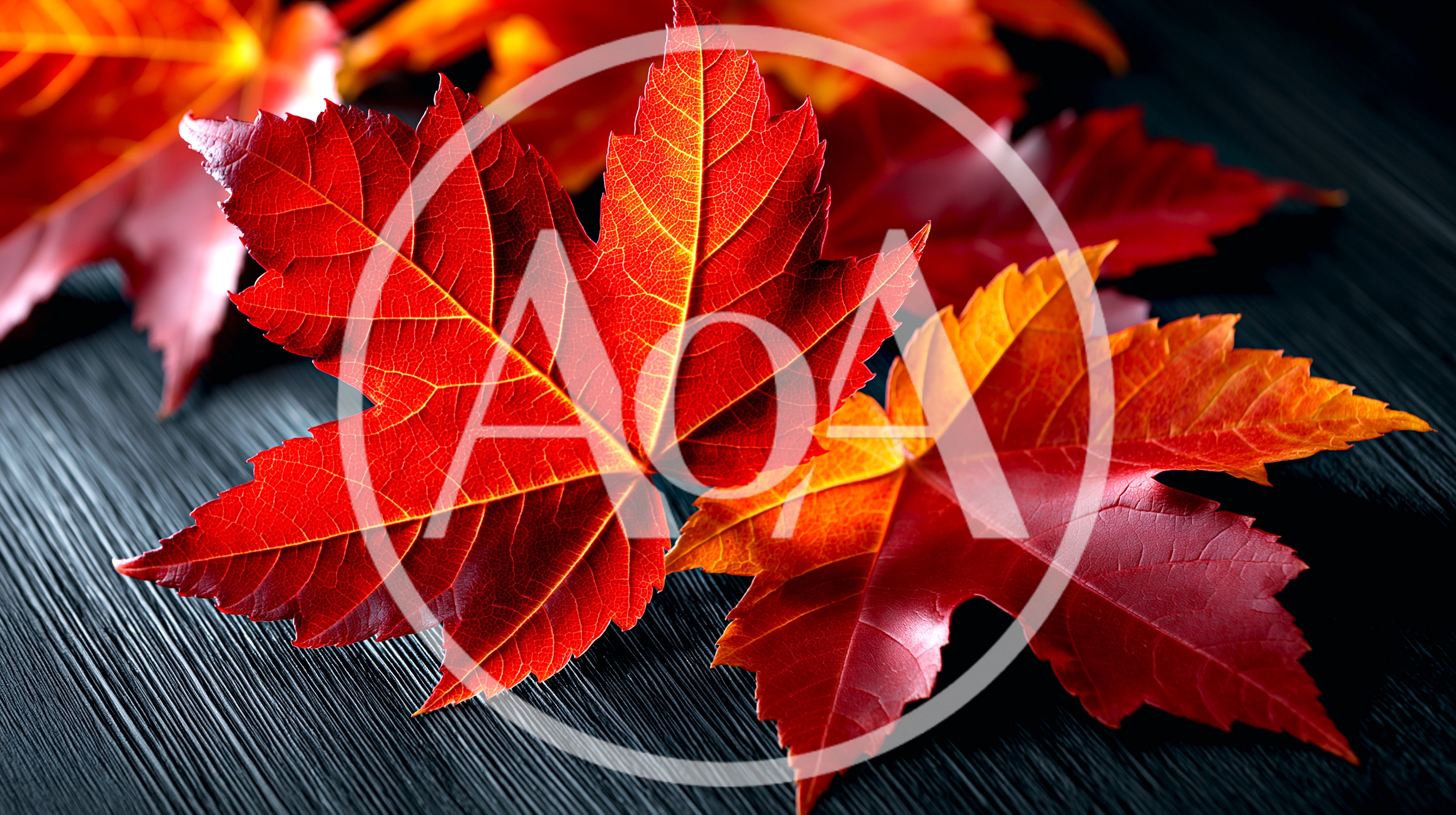 Vibrant Red Maple Leaves On Dark Wooden Surface
