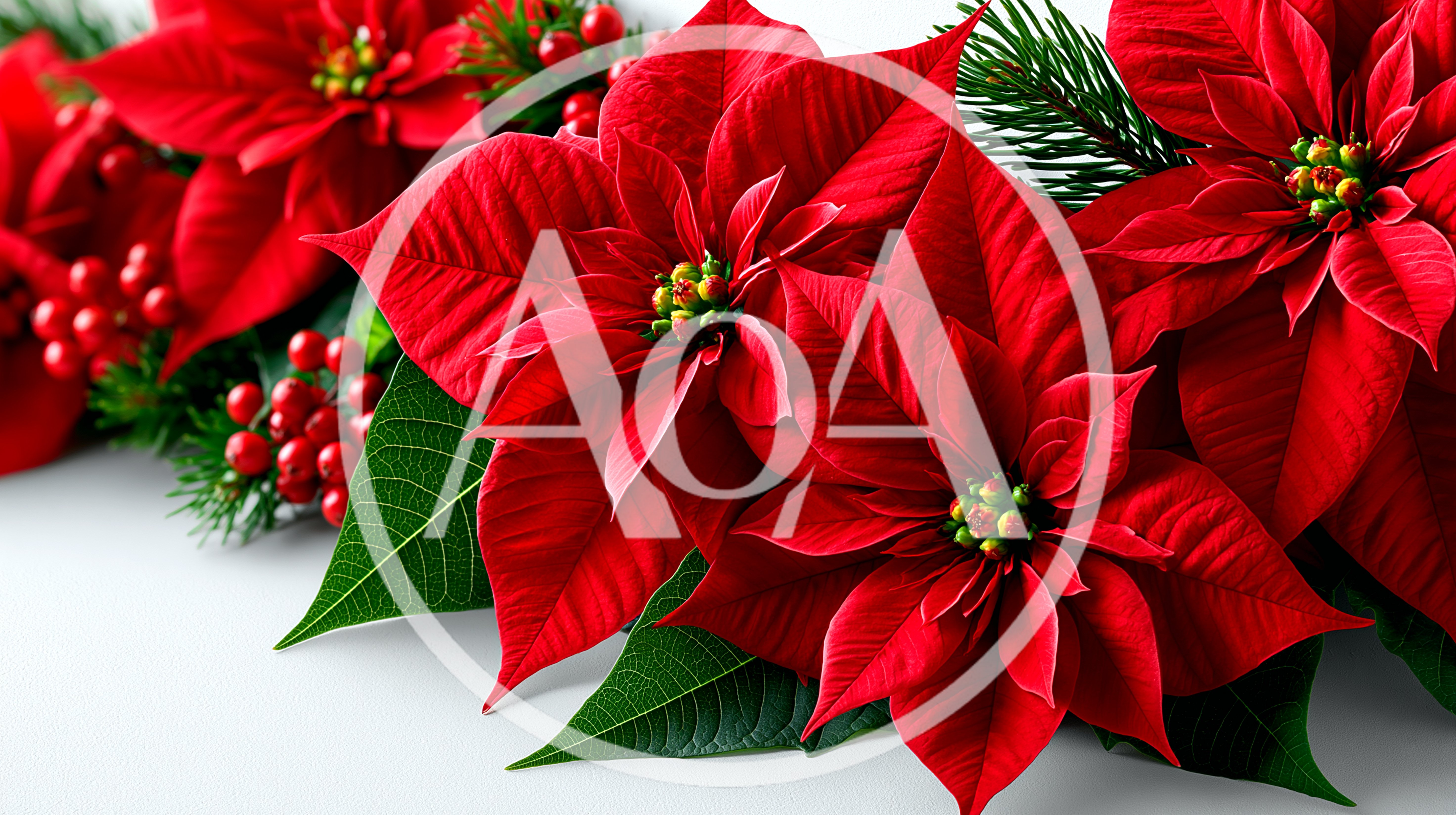 Festive Red Poinsettia Flowers With Christmas Greenery
