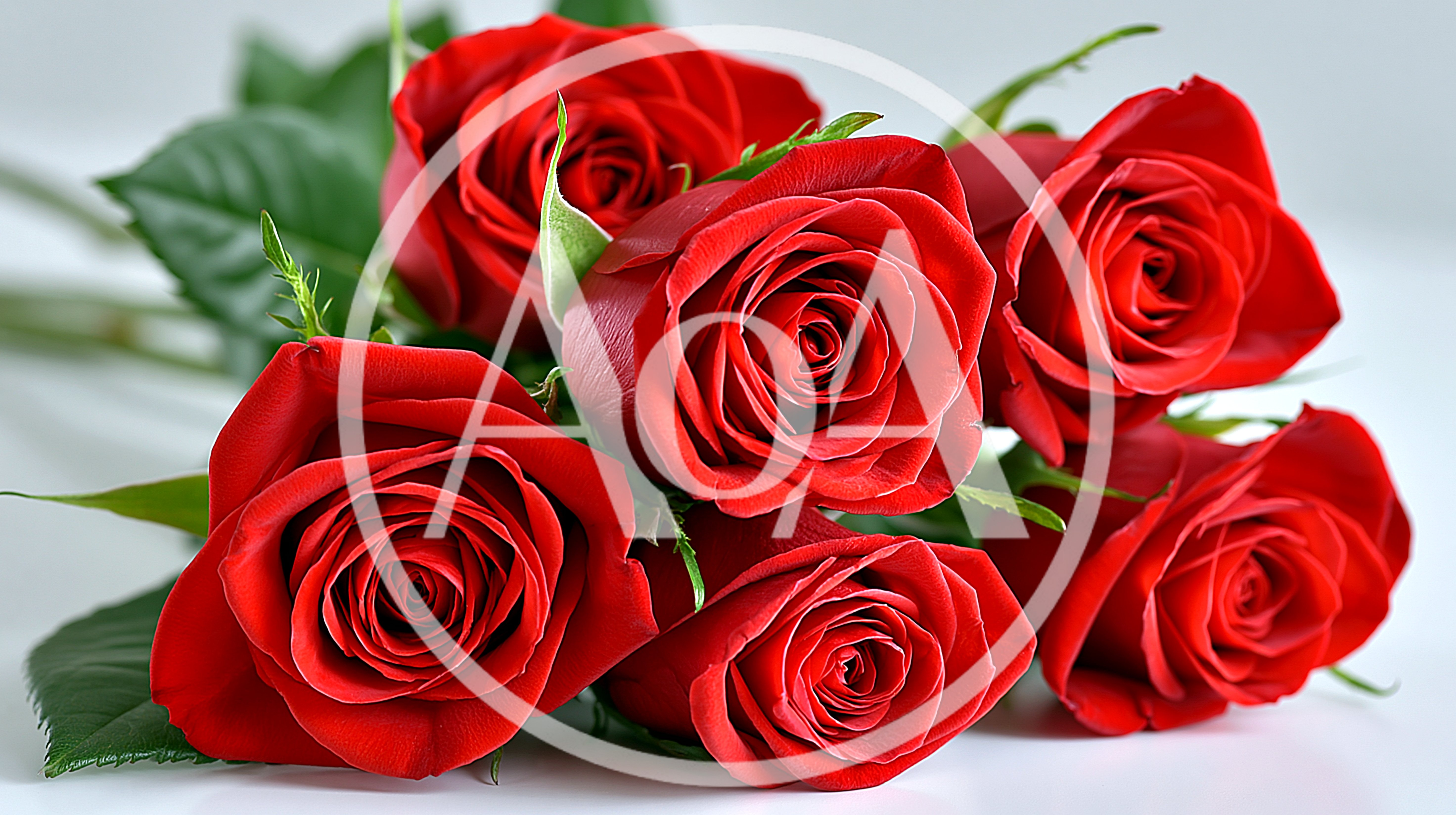 Bouquet Of Fresh Red Roses On White Background