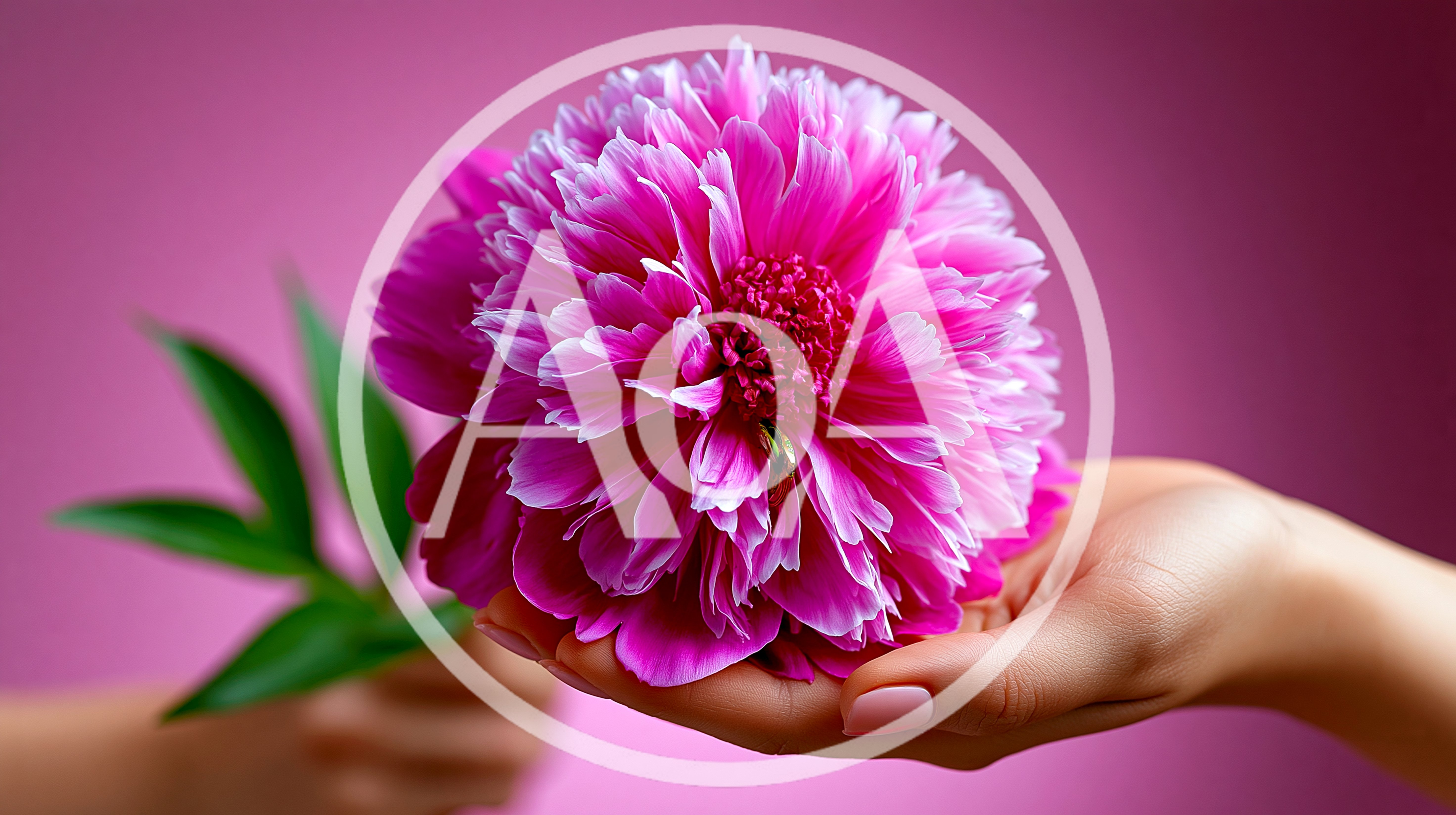 Hand Holding A Vibrant Pink Peony Flower