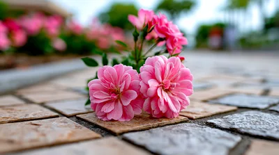 Pink Rose Blossoms Resting On Stone Pavement