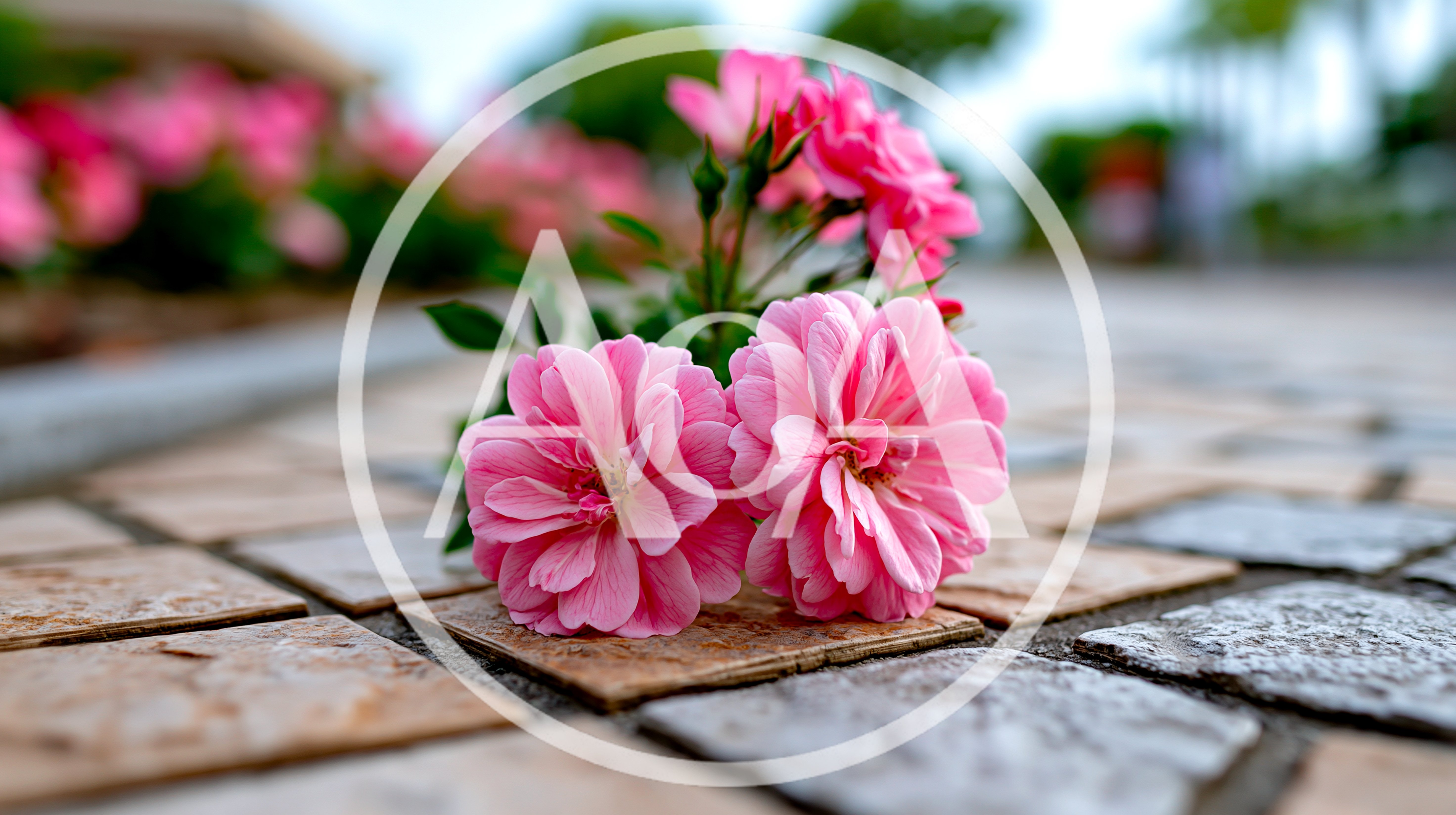 Pink Rose Blossoms Resting On Stone Pavement