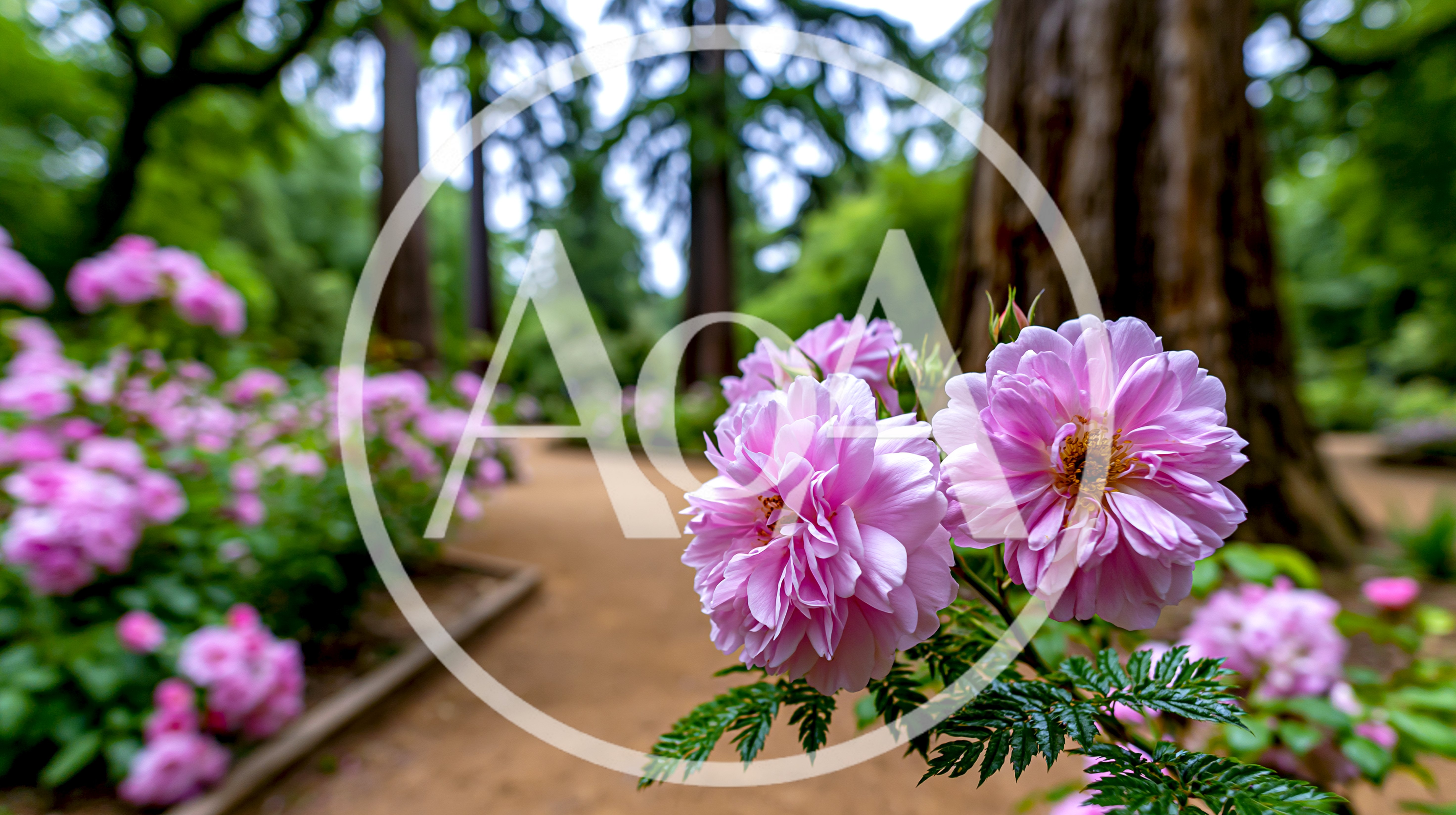 Pink Rose Blossoms in a Lush Botanical Garden