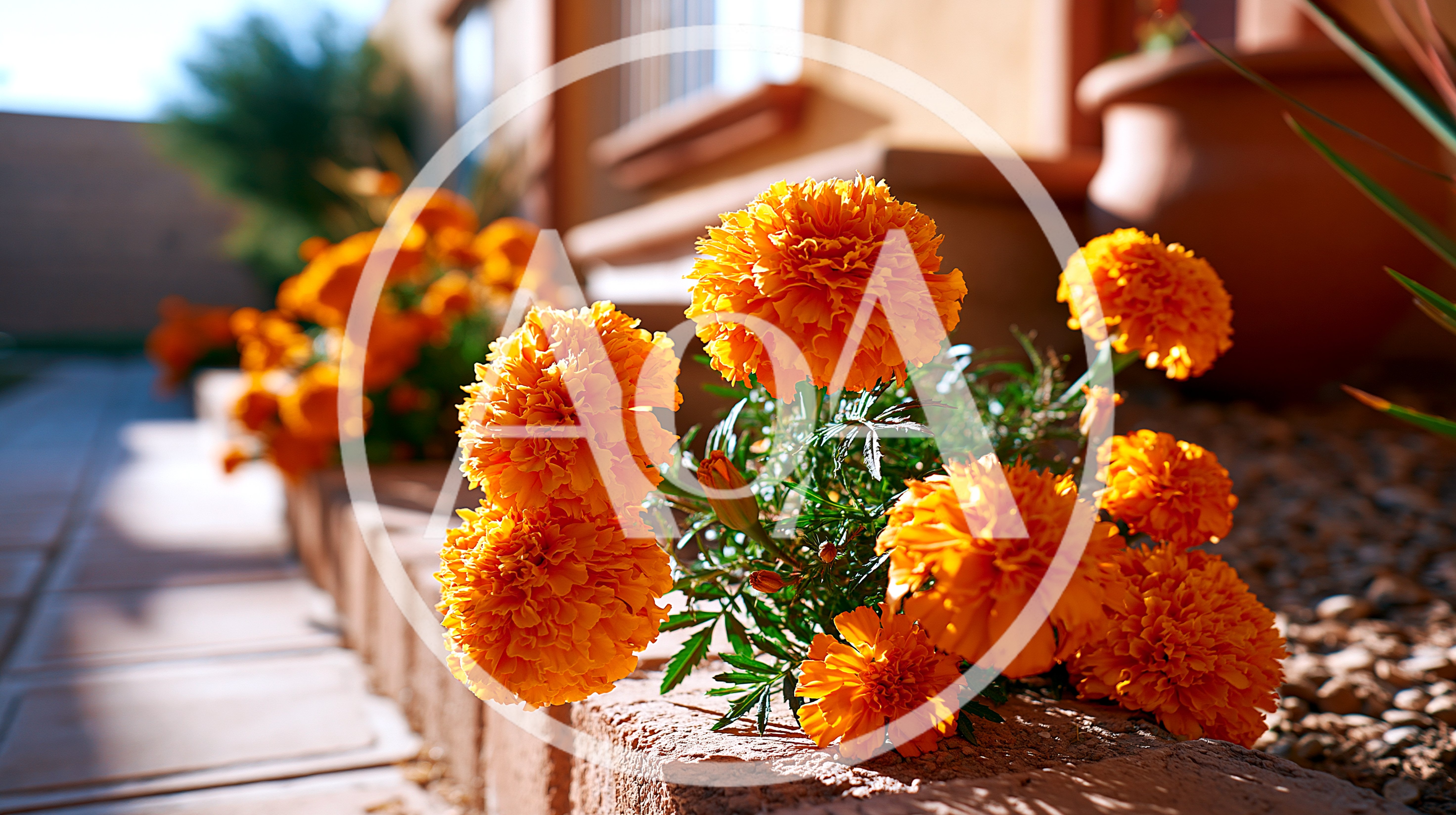 Bright Orange Marigold Flowers In A Garden Bed