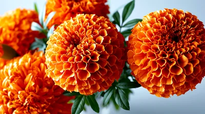 Vibrant Orange Marigold Flowers In A Bouquet