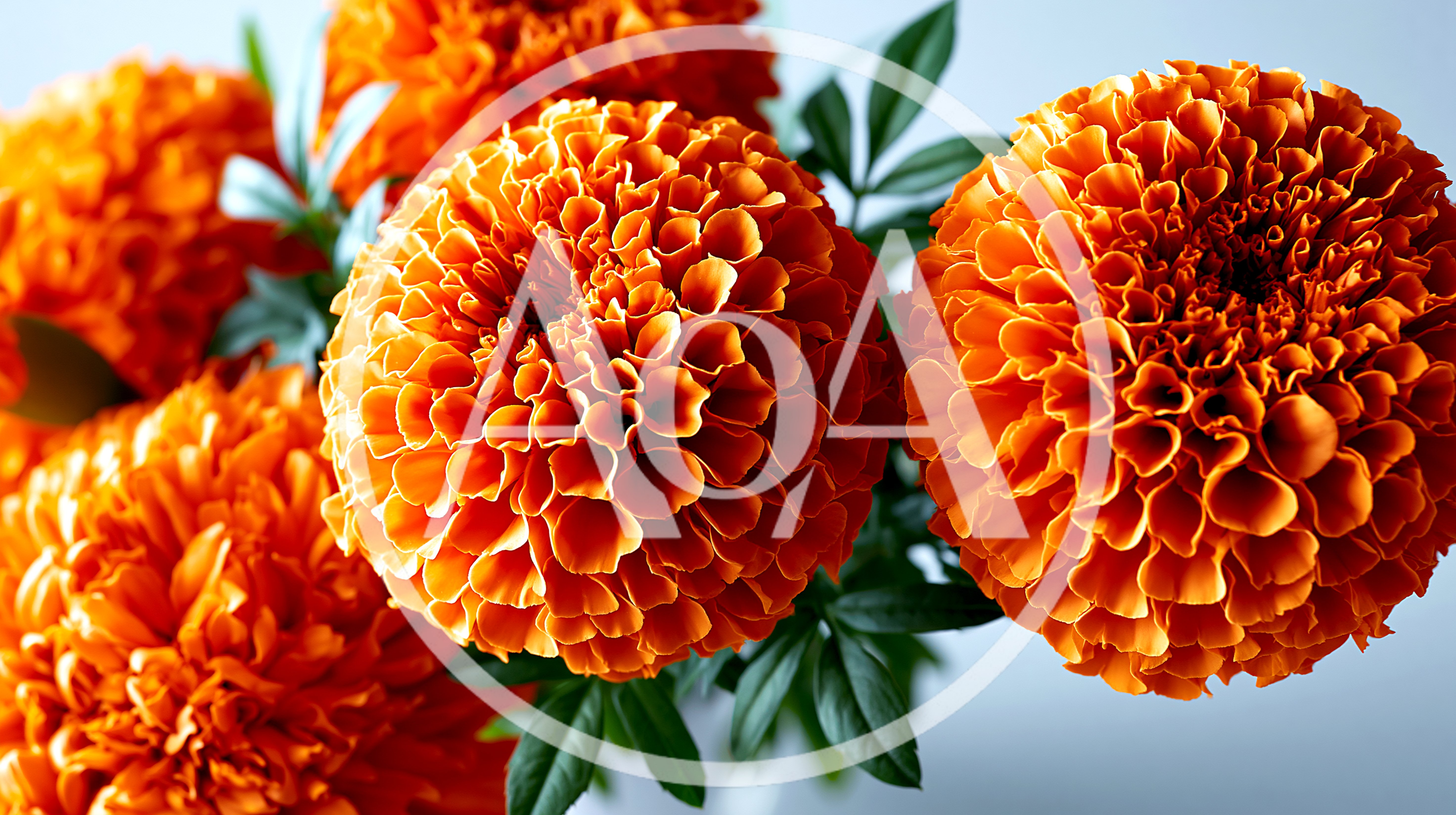 Vibrant Orange Marigold Flowers In A Bouquet