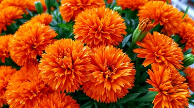 Vibrant Orange Marigold Flowers In Full Bloom