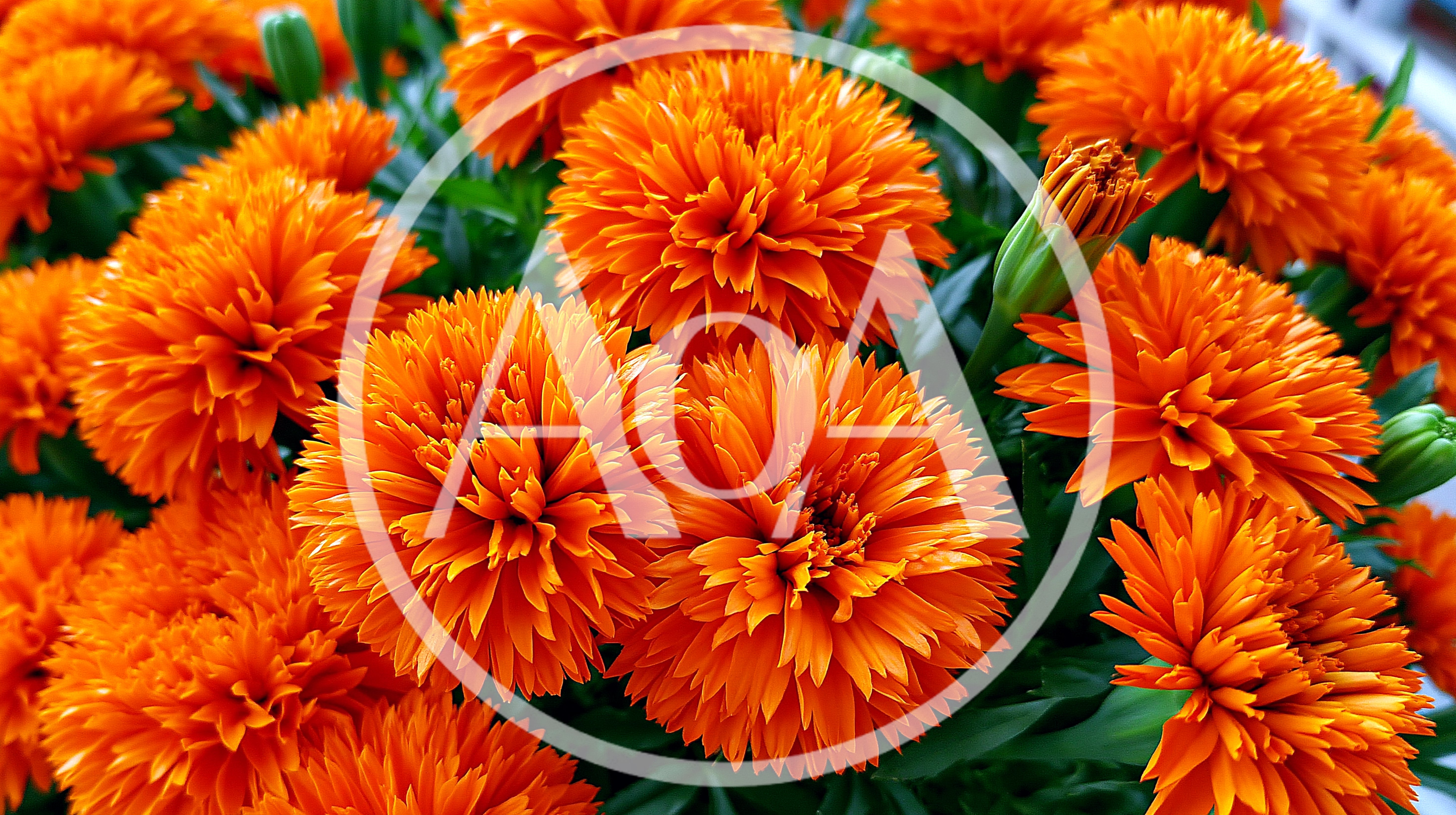 Vibrant Orange Marigold Flowers In Full Bloom