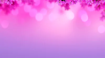 Pink Cherry Blossom Flowers Border Background
