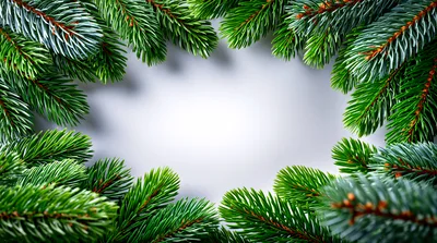 Christmas Pine Tree Branch Border Frame