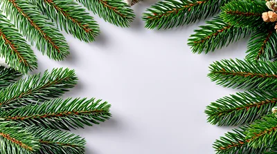 Christmas Pine Branch Border On White Background