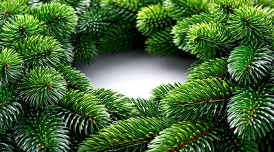 Christmas Wreath Made Of Fresh Green Pine Branches