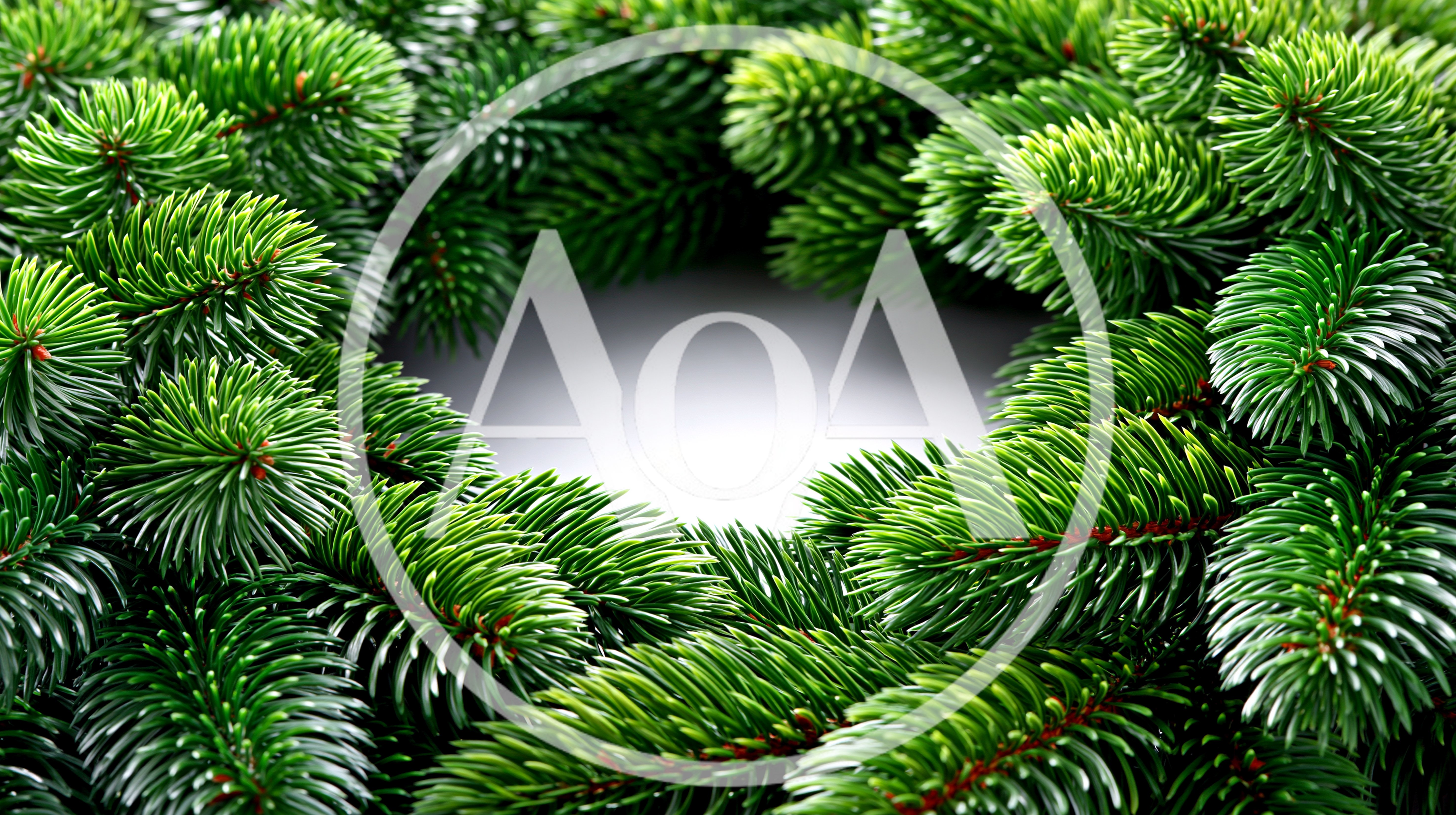 Christmas Wreath Made Of Fresh Green Pine Branches