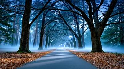 Foggy Tree Lined Road In Autumn