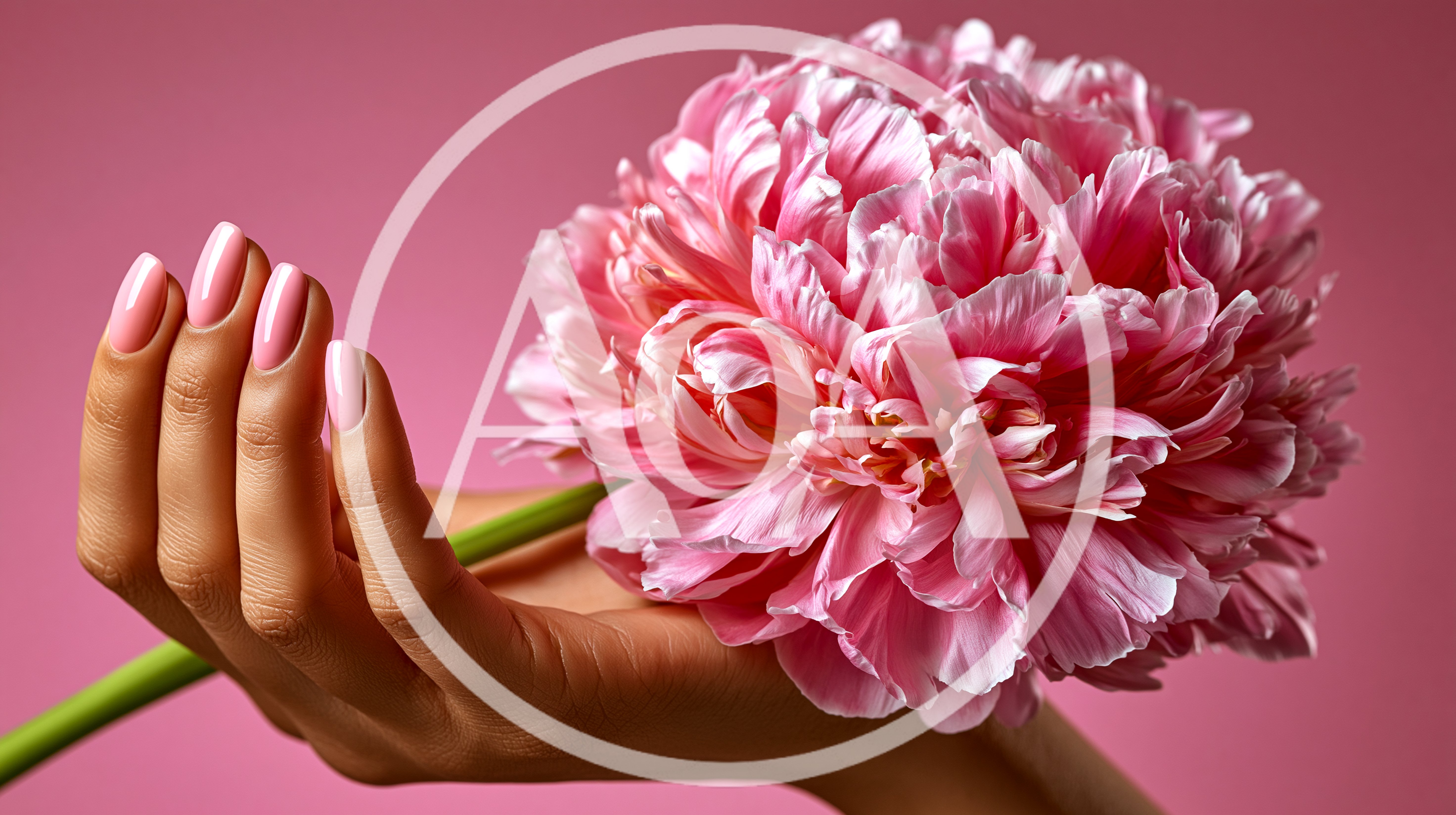 Hand Holding A Pink Peony Flower