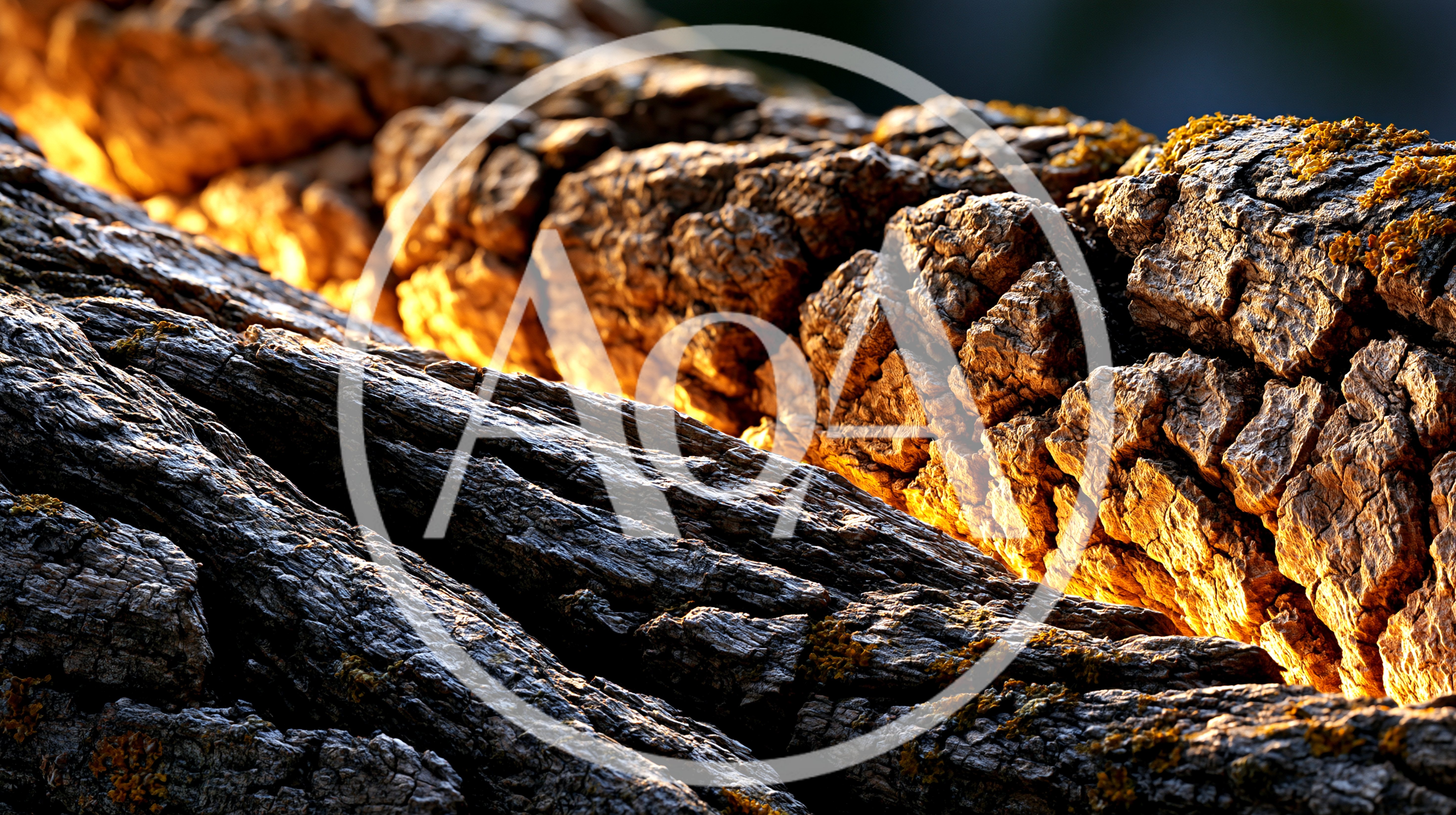 Glowing Golden Light Between Textured Tree Bark