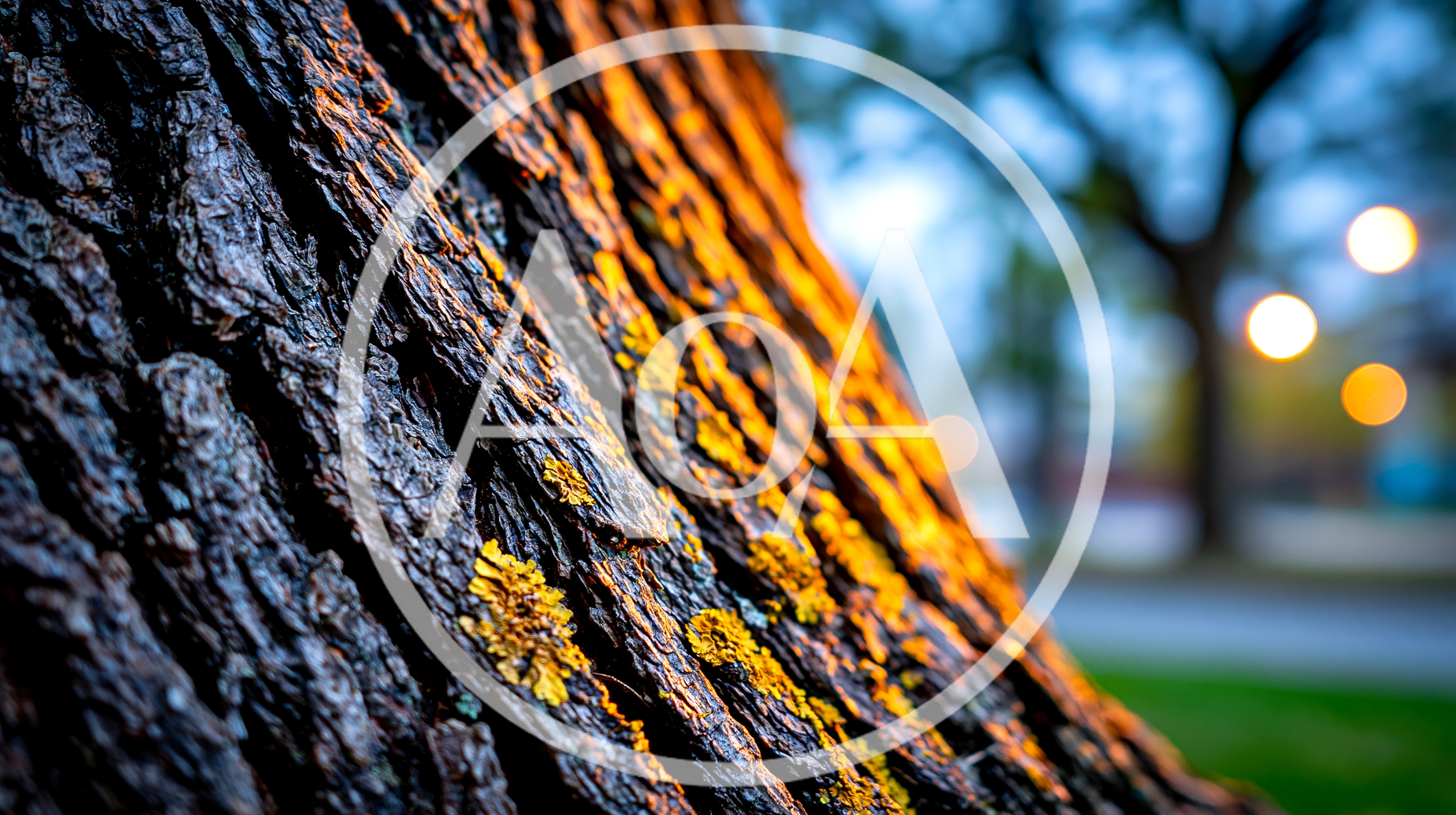 Close Up Of Tree Bark With Yellow Lichen