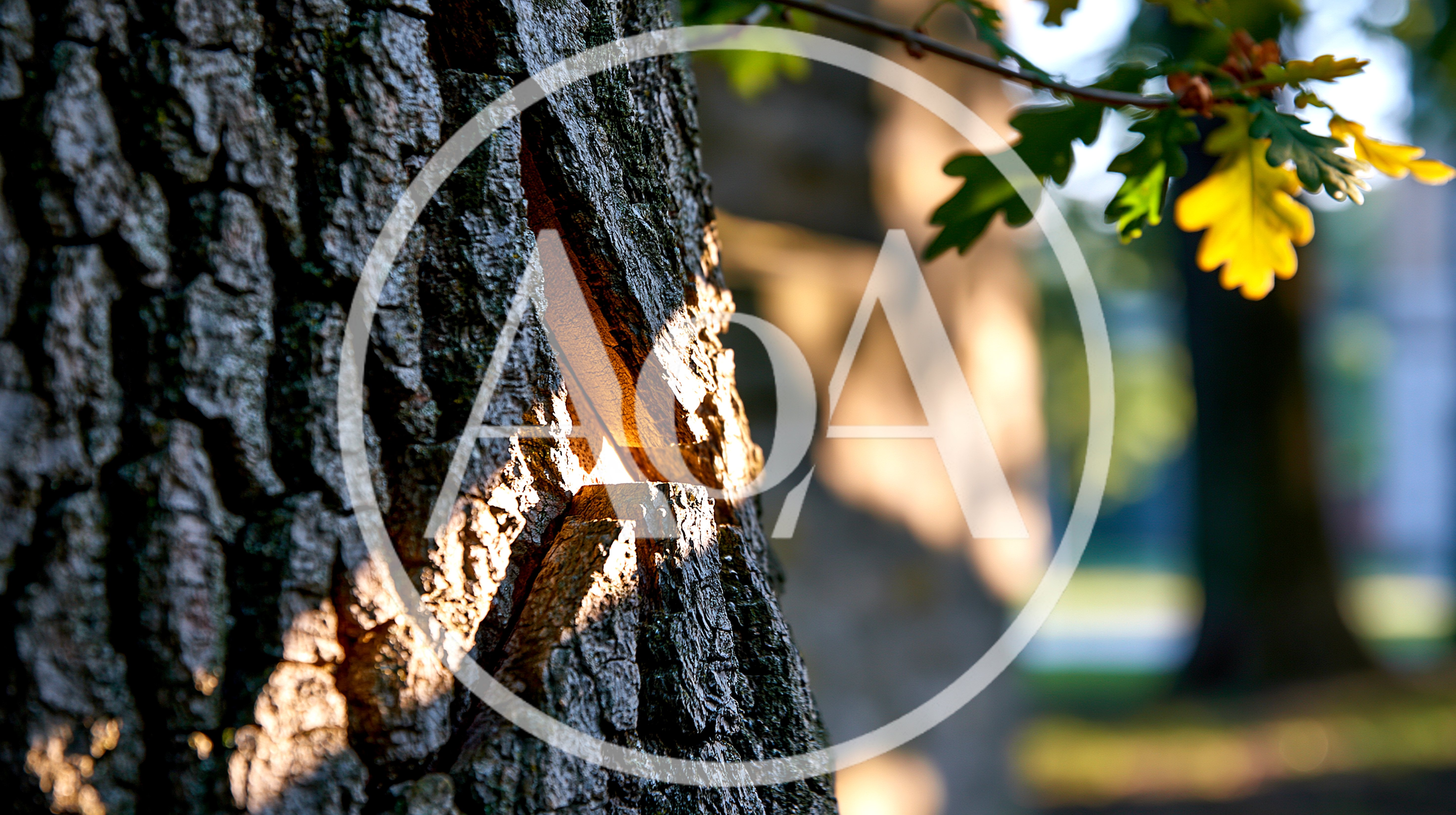 Sunlight Shining Through A V-Shaped Cut In Tree Bark