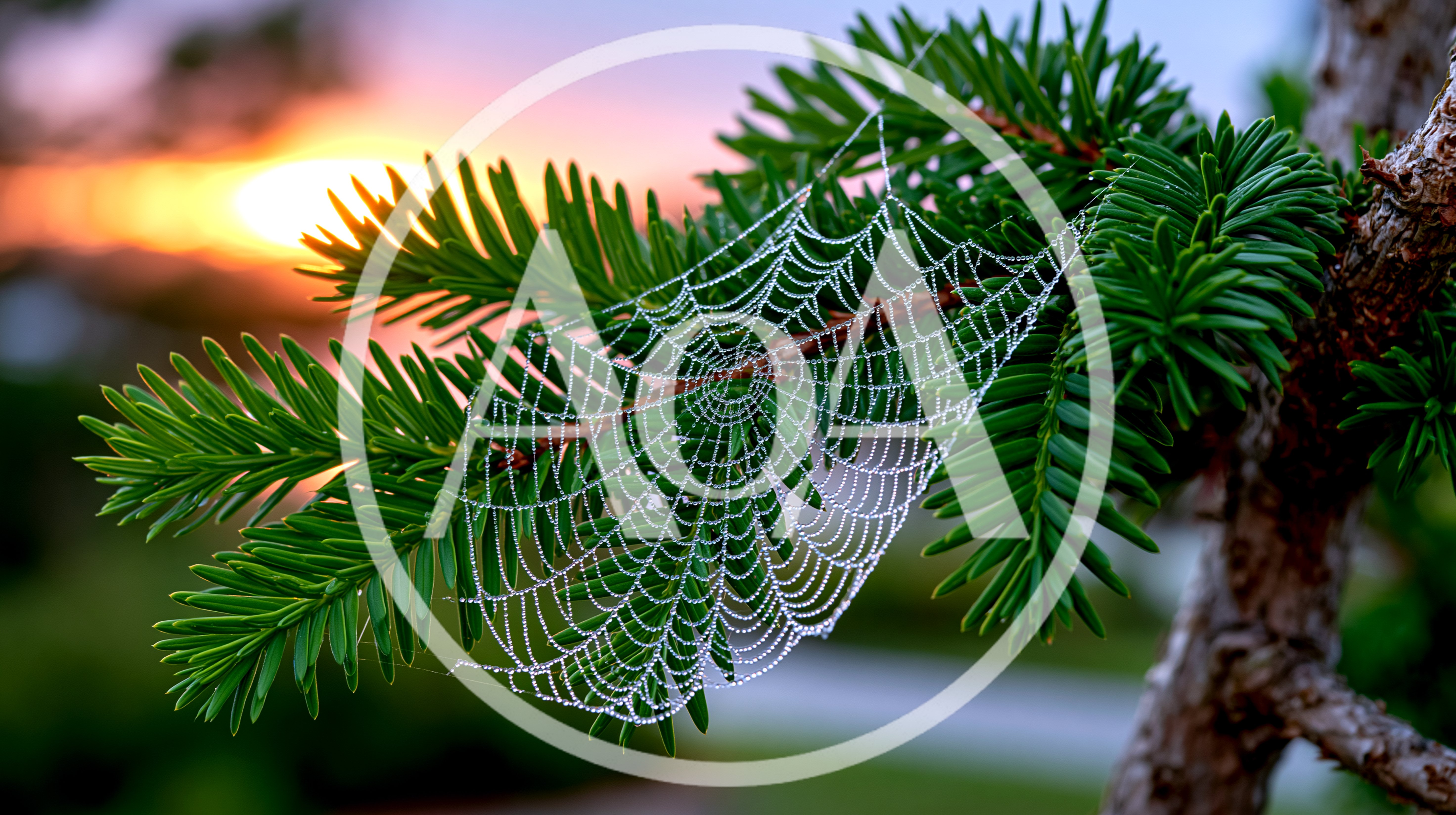Dew Covered Spider Web On Pine Branch