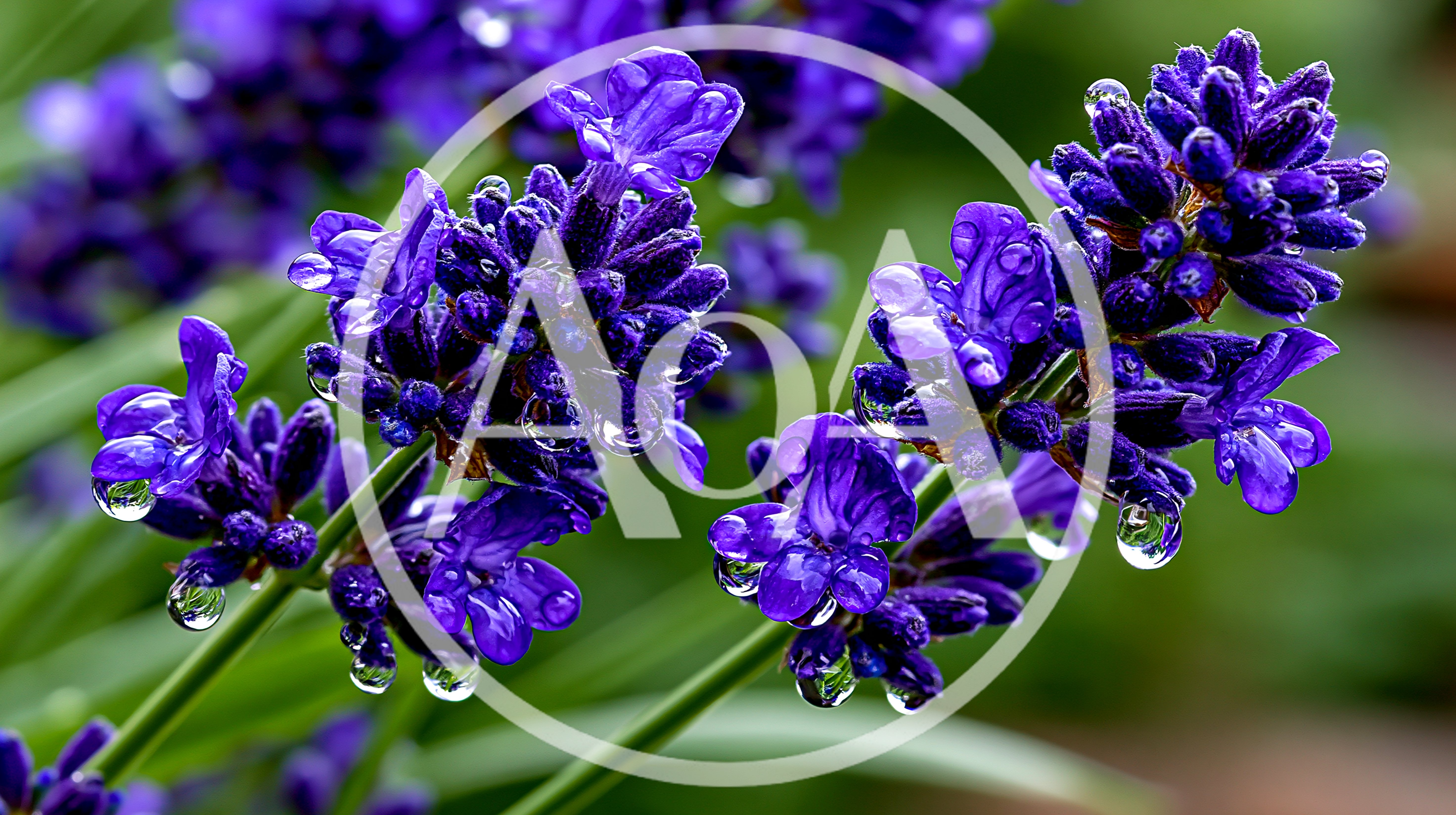 Close Up Of Vibrant Purple Lavender Flowers With Dewdrops
